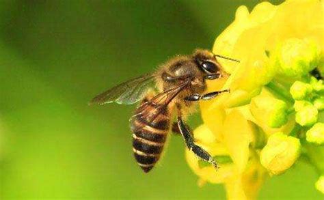 蜜蜂飞进家里风水|蜜蜂飞进家中，这预示着什么？揭示背后的寓意和象征